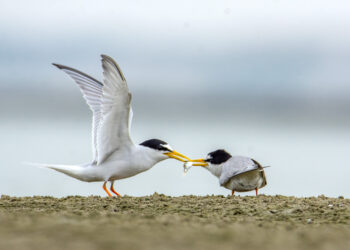 পানচিল পাখিদের প্রণয়
