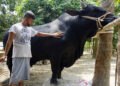 পাবনায় ৩০ মণ ওজনের গরু নেয়ামতুল্লাহ