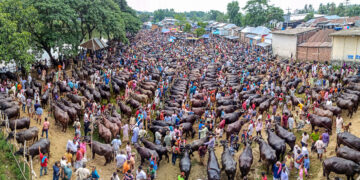 পাবনার যত গরুর হাট