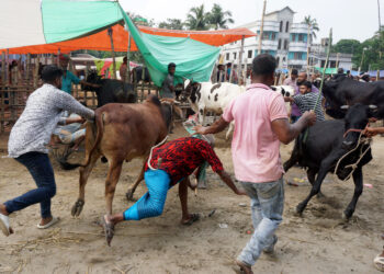গরুর গুঁতা 