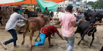 গরুর গুঁতা 