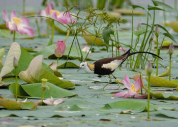 পদ্মবিলের জলময়ূর
