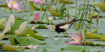 পদ্মবিলের জলময়ূর