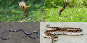 সাপে কাটলে কী করবেন, কী করবেন না ! চিনে রাখুন বিষধর সাপগুলো !