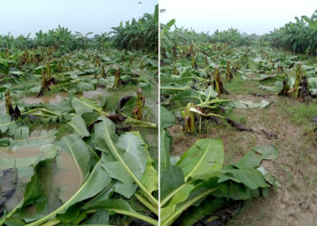 পূর্ব শত্রুতার জেরে ঈশ্বরদীর কৃষকের কলাগাছ কেটে সাবাড়