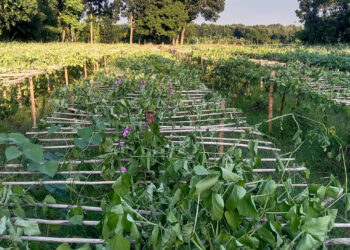 বার বার ফসলের সঙ্গে শত্রুতা, অভিযোগ স্থানীয় মেম্বারের বিরুদ্ধে 