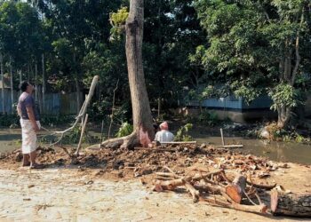 অনুমতি ছাড়াই প্রাথমিক বিদ্যালয়ের গাছ বিক্রির মহোৎসব পাবনার গয়েশপুরে
