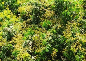 ঈশ্বরদীর প্রকৃতি সেজেছে লিচুর মুকুলে