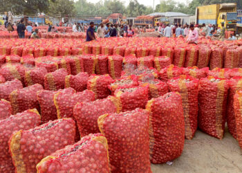 চার দিনের ব্যবধানে পেঁয়াজের দাম অর্ধেক: তাতেও কৃষকের লোকসান হবে না