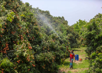 বৃষ্টিহীন পাবনায় তাপপ্রবাহে লিচুর ফলন বিপর্যয়, দাম কমার সম্ভাবনা নেই এবছর