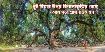 দুই বিঘার বেশি জমিজুড়ে সূর্যপুরী আমগাছ, দেখতে হয় টিকিট কেটে